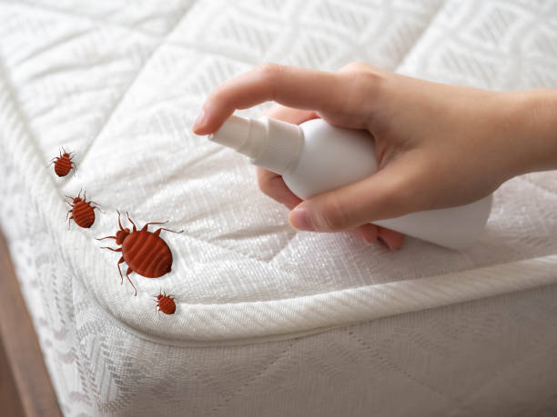 Reliable Hatch, NM Pest Control Solutions
