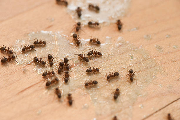 Best Affordable Pest Control Services  in Hatch, NM
